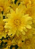 Howdy Yellow