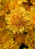 Ember Stripe Yellow
