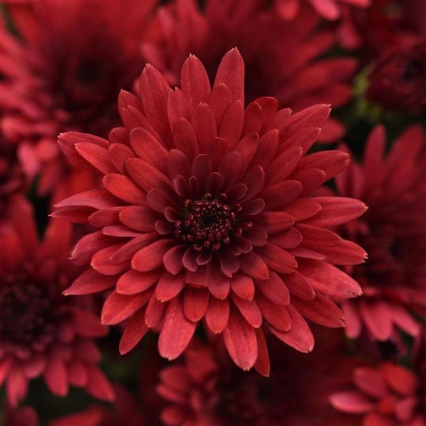 Cosmic Fireball Red