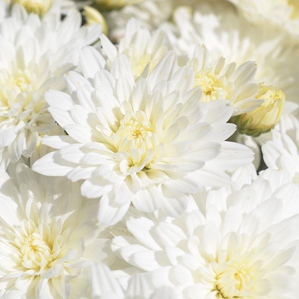 Bridal White