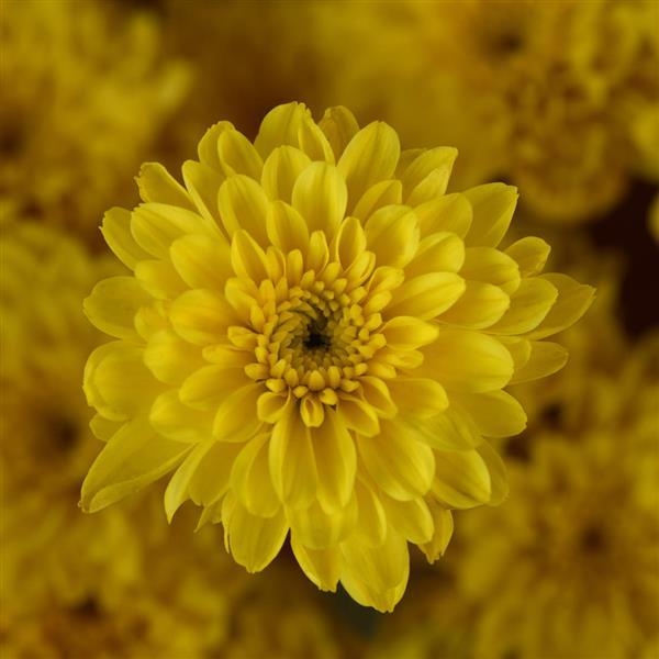 Cyclone Yellow