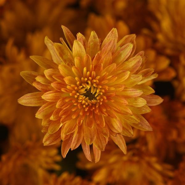Petite Orange Improved