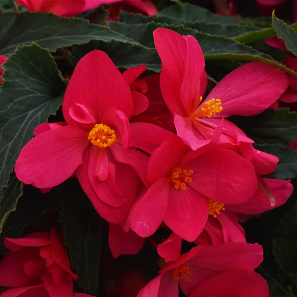 Begonia Shine Bright Dark Pink