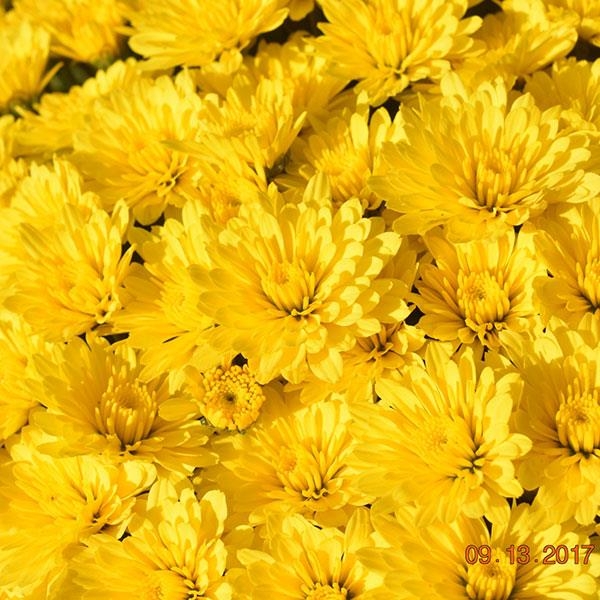 Zinger Yellow