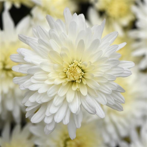Tribeca White