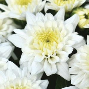 Celestial White