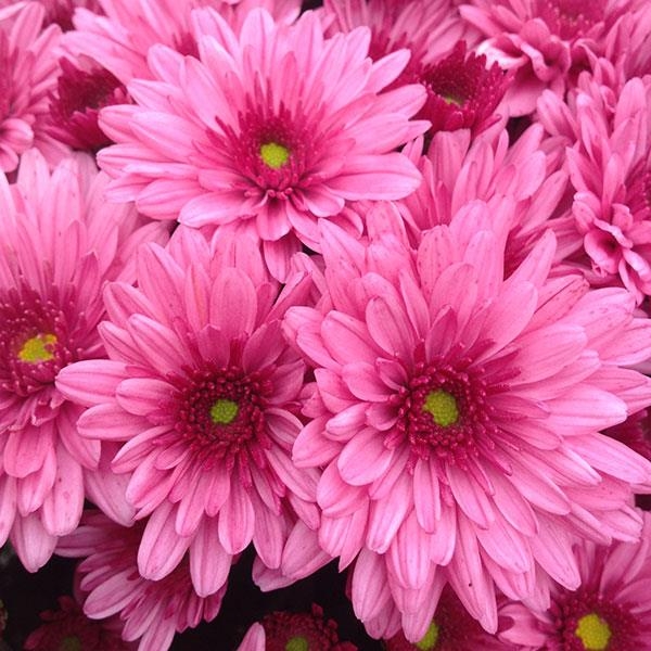 Pop Eye Pink