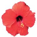 Hibiscus Tradewinds™ Brilliant Red