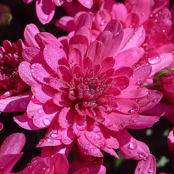 Gypsy Rose Purple
