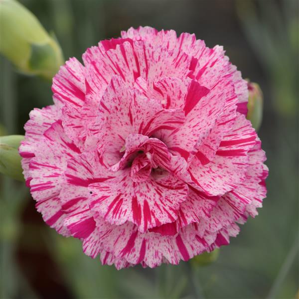 Dianthus Premier Pinball Wizard | Ball Seed