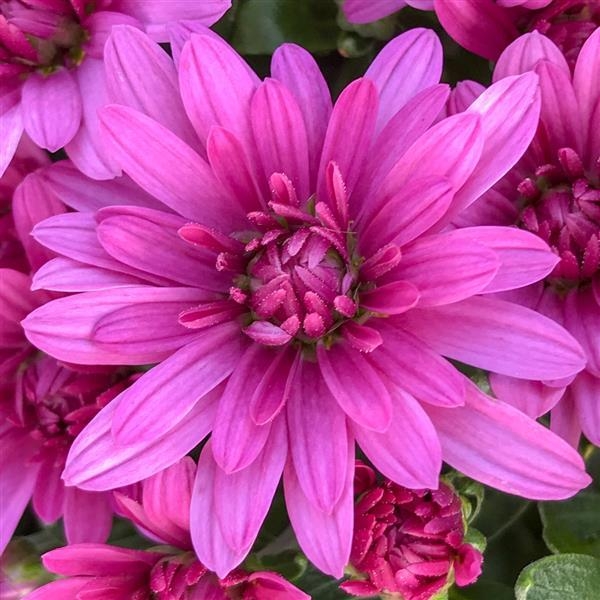 Misty Lilac Pink