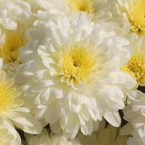 Aspen White