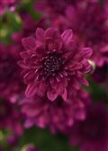 Mesa Purple