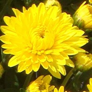Katelli Yellow