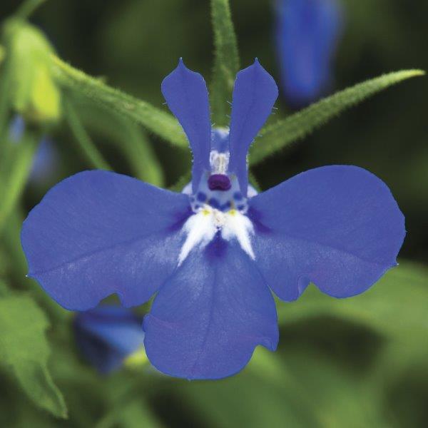 Lobelia Techno Dark Blue