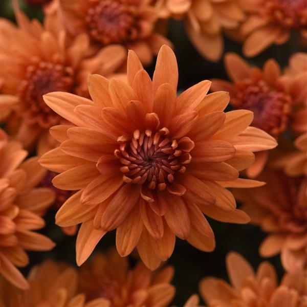 Tribeca Amber Orange