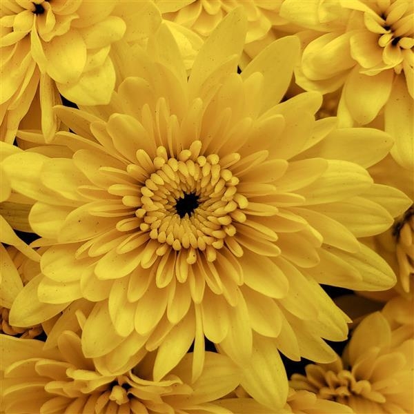 Alpine Yellow