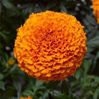 African Marigold Inca II Deep Orange