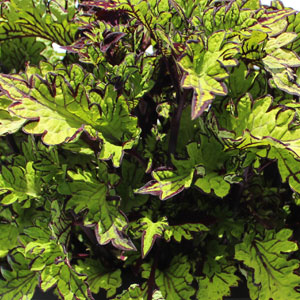 Coleus Main Street Rodeo Drive | Ball Seed