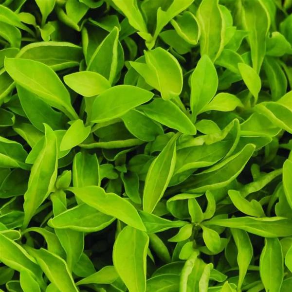 Alternanthera Yellow