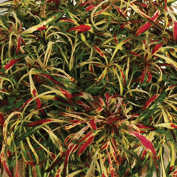Coleus Fancy Feathers Pink | Ball Seed