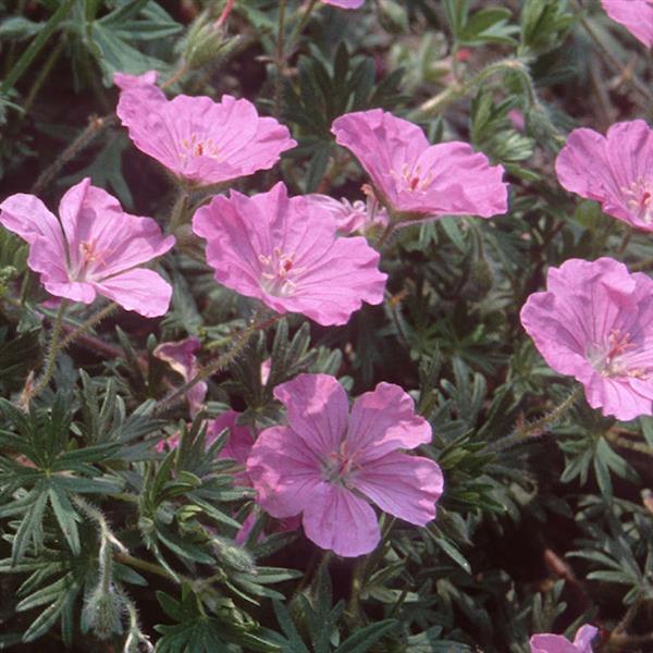 Geranium sanguineum Ankums Pride