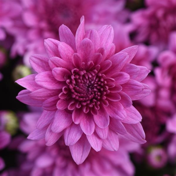 Tribeca Dark Pink