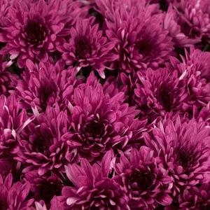 Avalon Purple