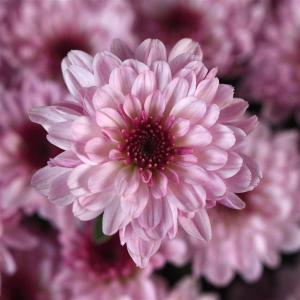 Cyclone Light Pink