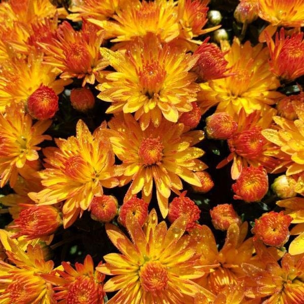 Cracklin Golden Yellow