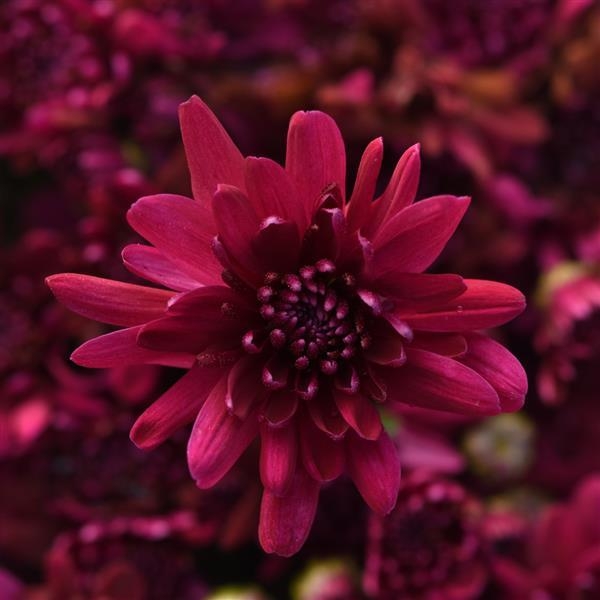 Prism Purple