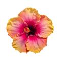 Hibiscus Tradewinds™ Lemon Swirl Wind