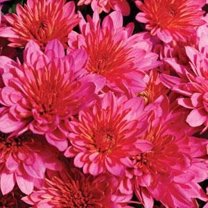 Pink Frenzy