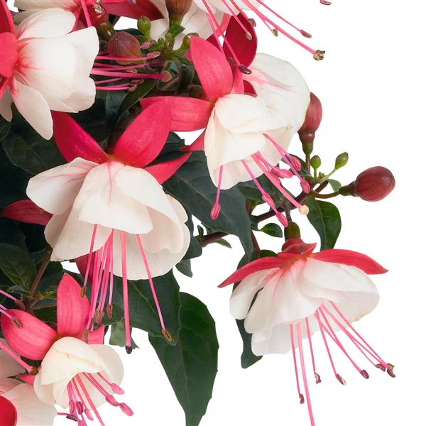 Fuchsia Aretes Upright Arroyo Grande