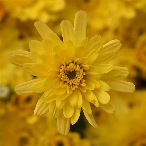 Axios Yellow
