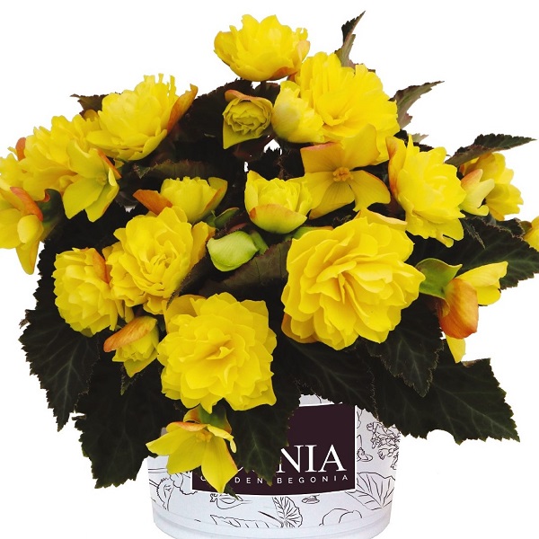 Begonia I'Conia Portofino Yellow