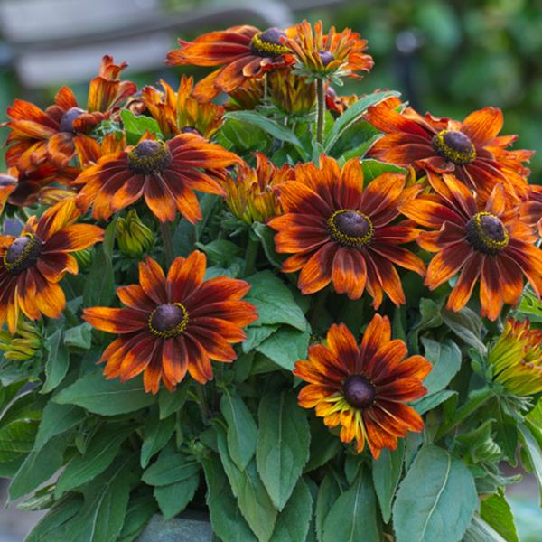 Rudbeckia Sunbeckia Sarah