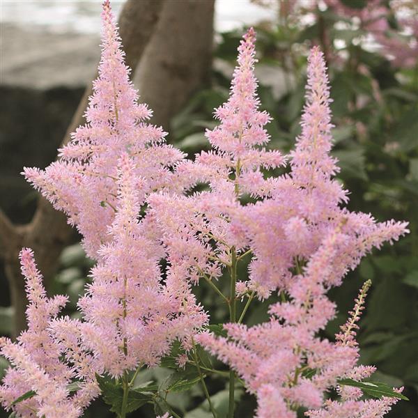 Astilbe arendsii Flamingo