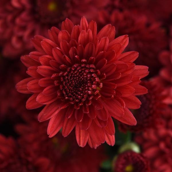 Eternal Red
