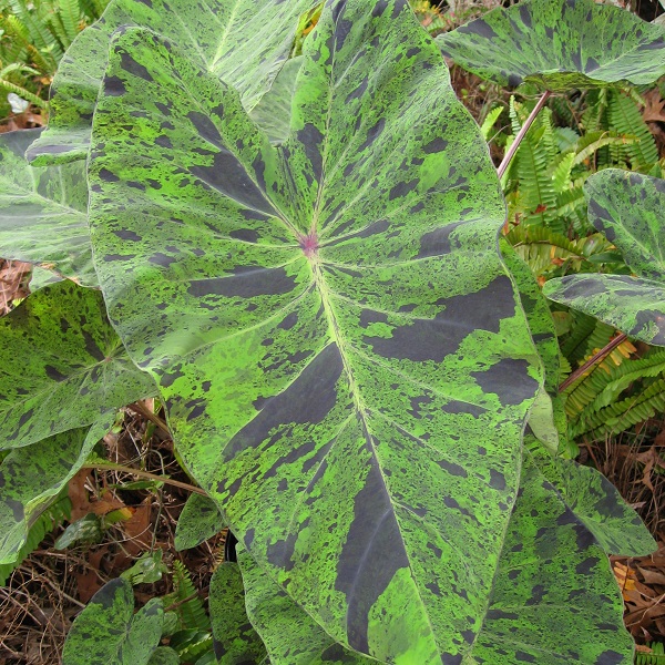 Colocasia Mojito