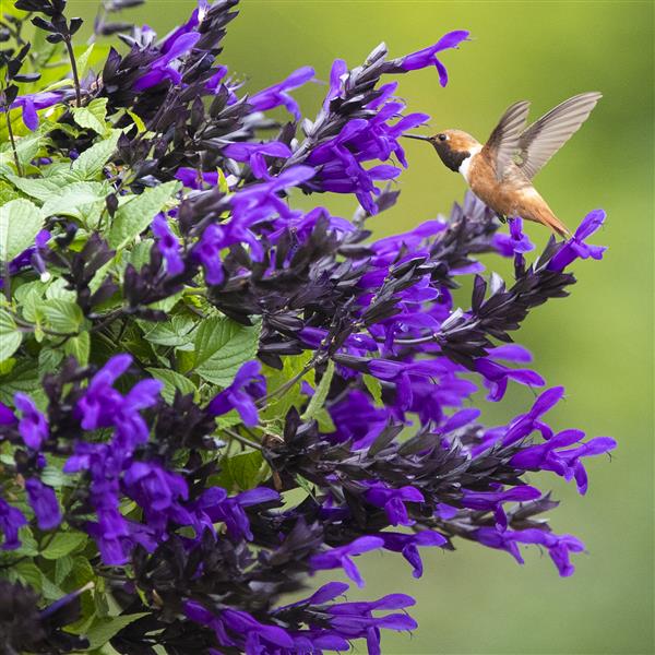 Salvia Bodacious Hummingbird Falls