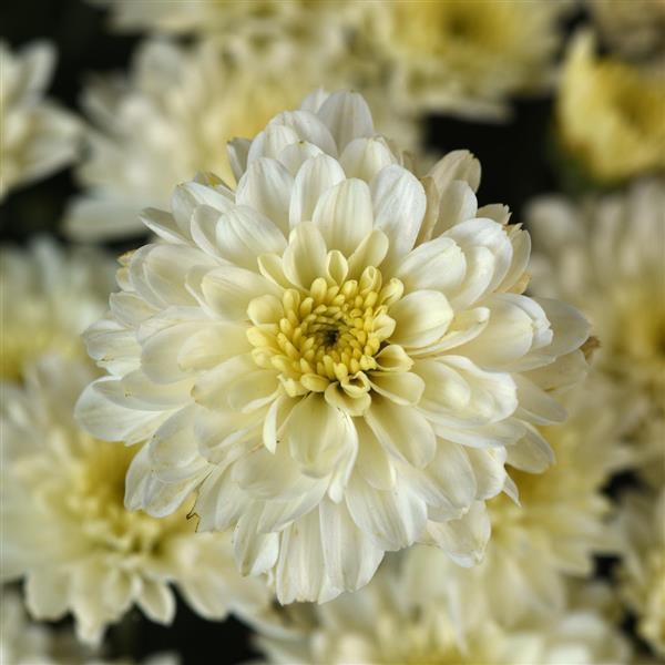 Cyclone White