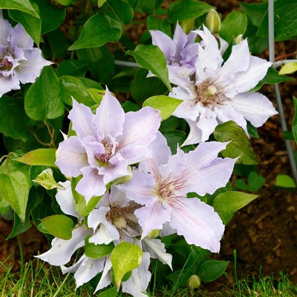 Clematis Tranquilite