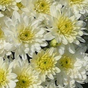 Moonglow White