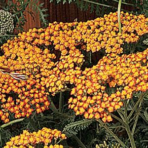 Achillea Fireland - Bloom