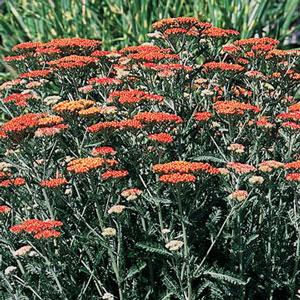 Achillea Other Fireland - Landscape