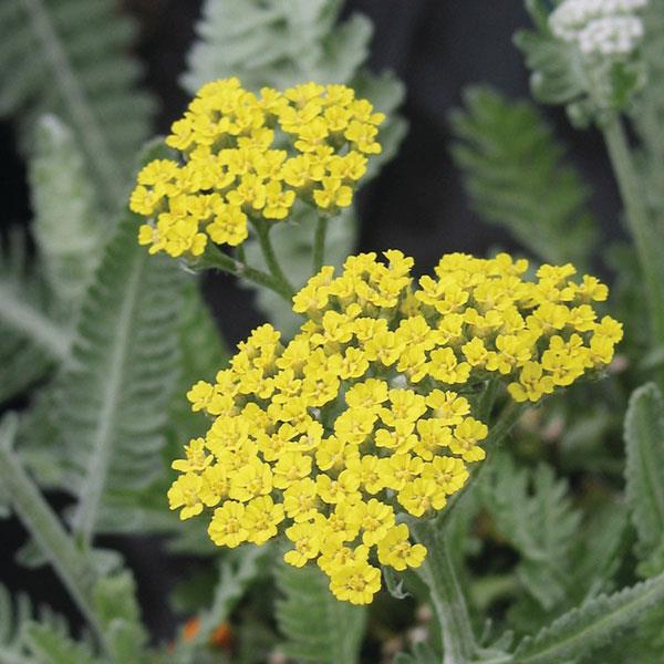Achillea Other Moonshine - Bloom