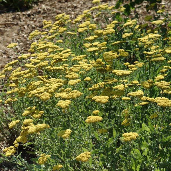 Achillea Other Moonshine - Landscape