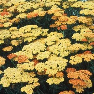 Achillea Terra Cotta - Bloom