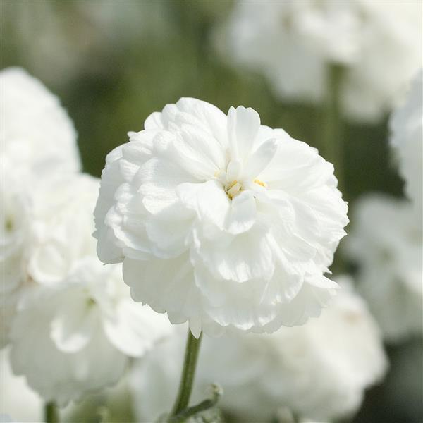 Achillea Marshmallow - Bloom